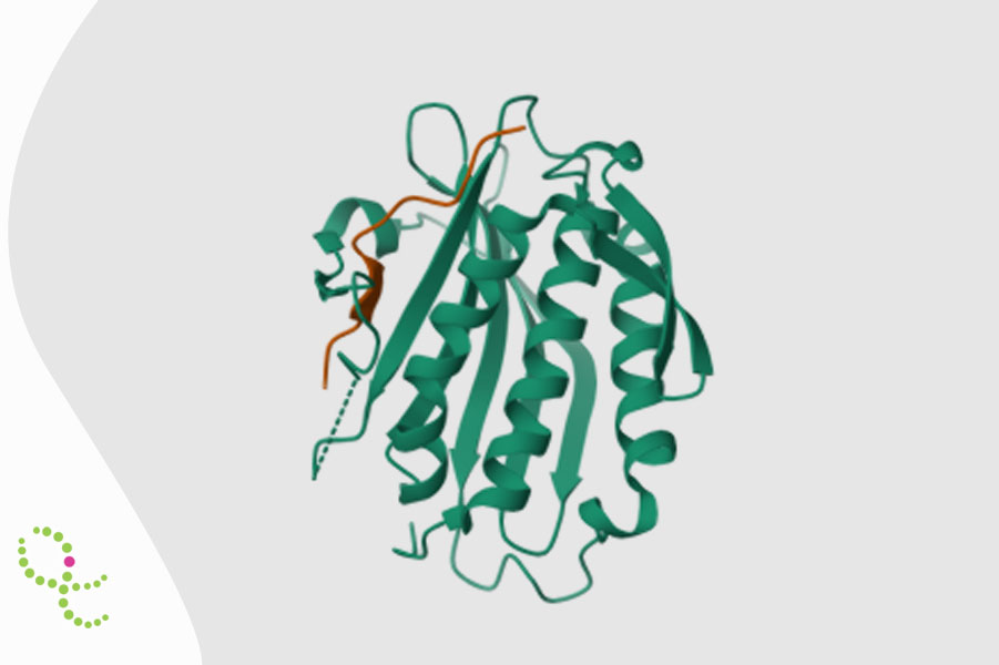 Síndrome relacionada ao CHAMP1